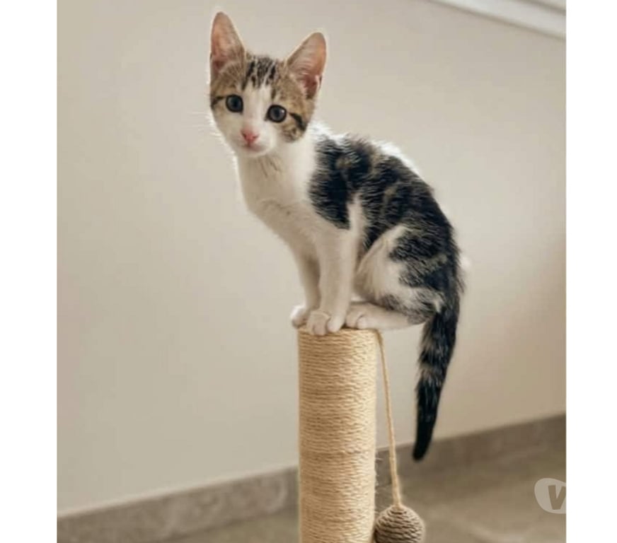 Don animaux Aude Carcassonne - Photos Vivastreet Chatons cherchent famille pour adoption responsable