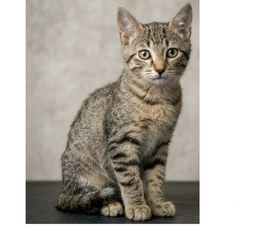 Don animaux Aude Carcassonne - Photos Vivastreet Chatons cherchent famille pour adoption responsable