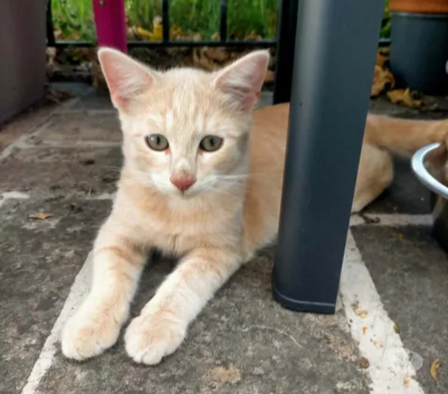 Don animaux Aude Carcassonne - Photos Vivastreet Chatons cherchent famille pour adoption responsable