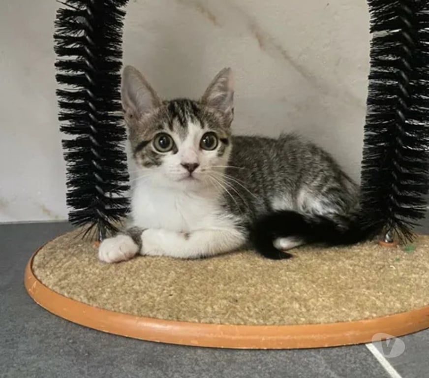 Don animaux Aude Carcassonne - Photos Vivastreet Chatons cherchent famille pour adoption responsable
