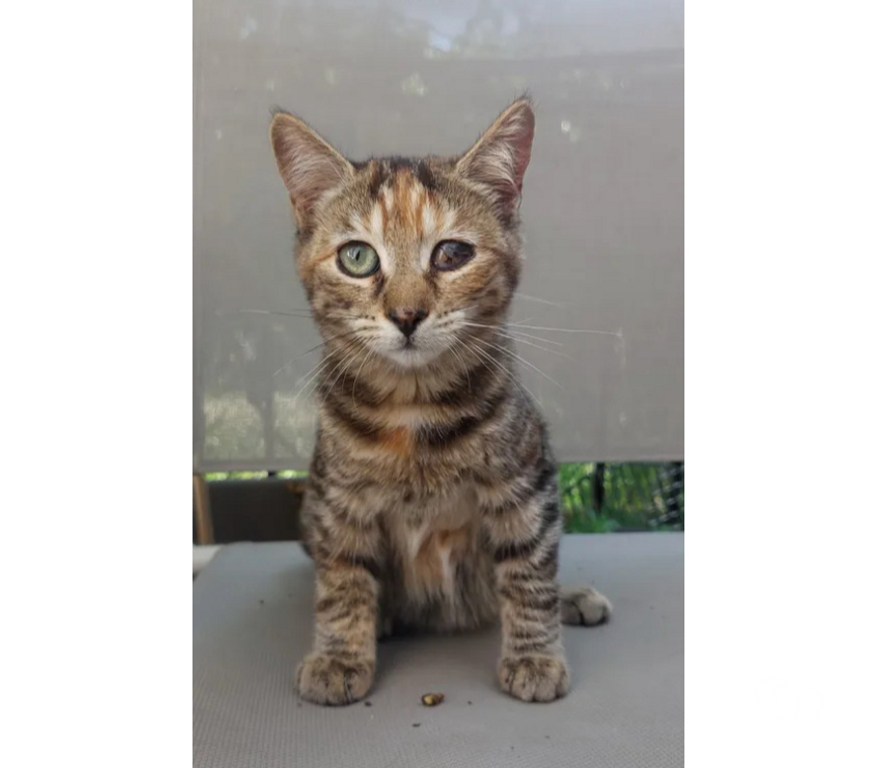 Don animaux Aude Carcassonne - Photos Vivastreet Chatons cherchent famille pour adoption responsable