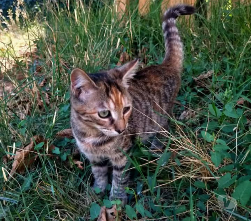 Don animaux Aude Carcassonne - Photos Vivastreet Chatons cherchent famille pour adoption responsable