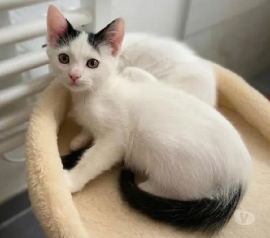 Don animaux Aude Carcassonne - Photos Vivastreet Chatons cherchent famille pour adoption responsable