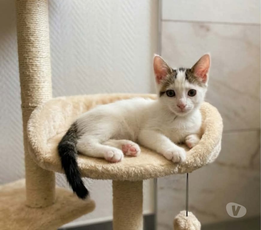 Don animaux Aude Carcassonne - Photos Vivastreet Chatons cherchent famille pour adoption responsable