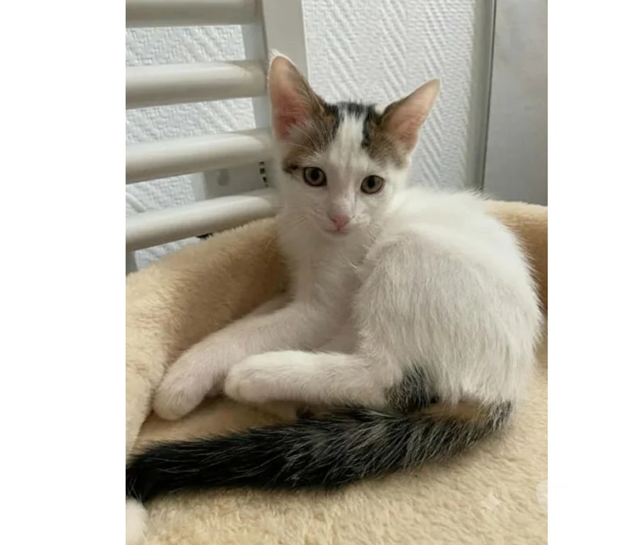 Don animaux Aude Carcassonne - Photos Vivastreet Chatons cherchent famille pour adoption responsable
