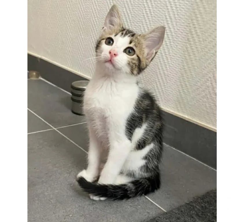 Don animaux Aude Carcassonne - Photos Vivastreet Chatons cherchent famille pour adoption responsable