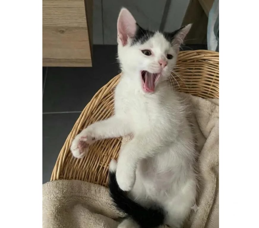 Don animaux Aude Carcassonne - Photos Vivastreet Chatons cherchent famille pour adoption responsable
