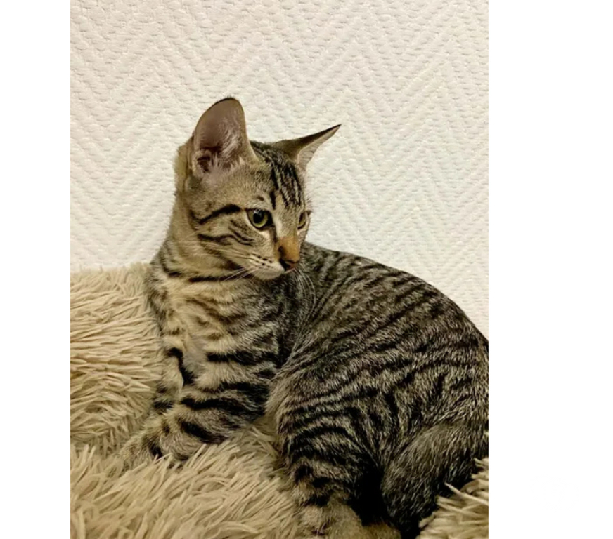 Don animaux Aude Carcassonne - Photos Vivastreet Chatons cherchent famille pour adoption responsable