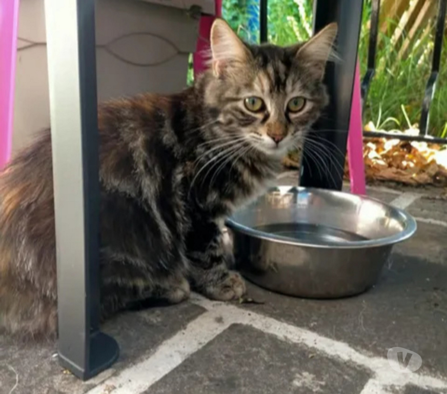 Don animaux Aude Carcassonne - Photos Vivastreet Chatons cherchent famille pour adoption responsable