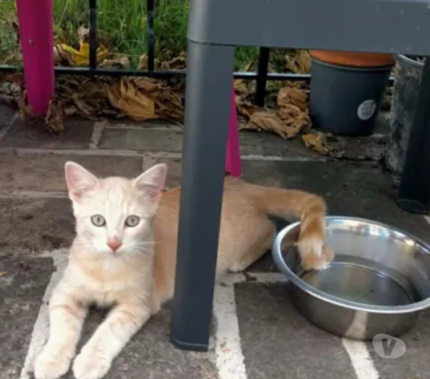 Don animaux Aude Carcassonne - Photos Vivastreet Chatons cherchent famille pour adoption responsable