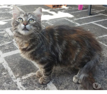 Photos Vivastreet Chatons cherchent famille pour adoption responsable