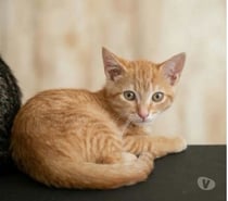 Photos Vivastreet Chatons cherchent famille pour adoption responsable