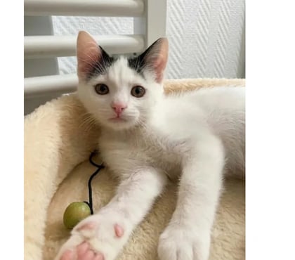 Don animaux Villalbe Carcassonne - Photos Vivastreet Chatons cherchent famille pour adoption responsable