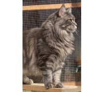 Photos Vivastreet Magnifique maine coon lignée russe