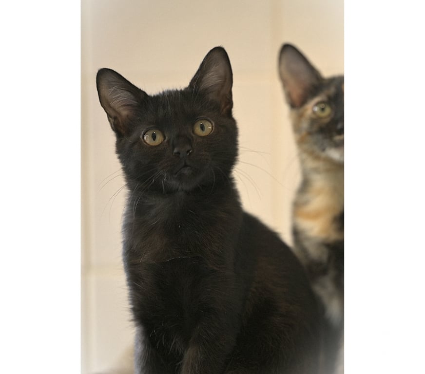Don animaux Val-d'Oise Soisy sous Montmorency - 95230 - Photos Vivastreet BRUYERE CHATOUNE NOIRE ET BUCHETTE SA SOEUR
