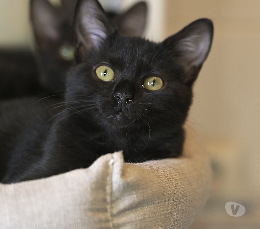 Don animaux Val-d'Oise Soisy sous Montmorency - 95230 - Photos Vivastreet BRUYERE CHATOUNE NOIRE ET BUCHETTE SA SOEUR
