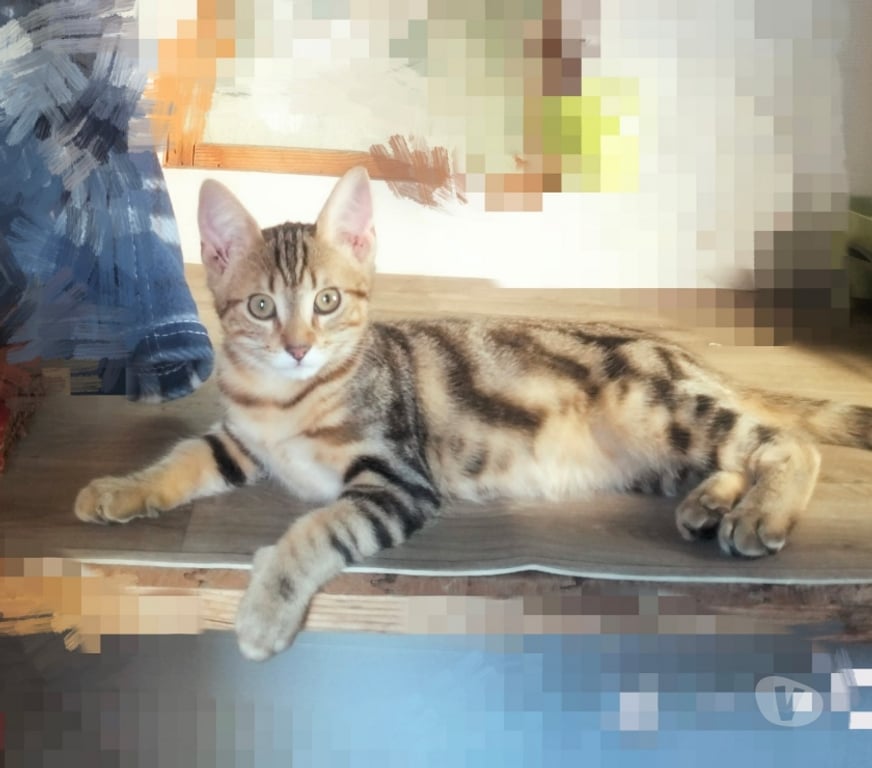 Don animaux Val-d'Oise Soisy sous Montmorency - 95230 - Photos Vivastreet COMETE à adopter
