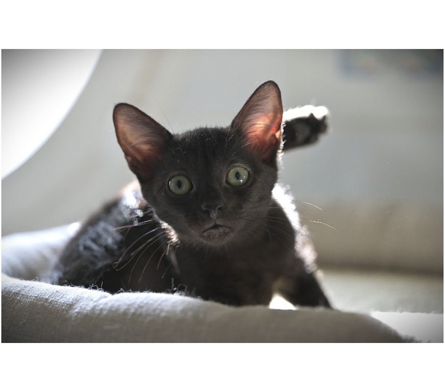 Don animaux Val-d'Oise Soisy sous Montmorency - 95230 - Photos Vivastreet BRUYERE CHATOUNE NOIRE ET BUCHETTE SA SOEUR