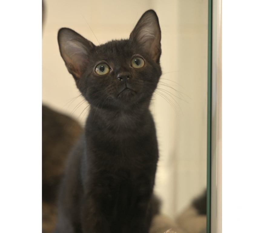 Don animaux Val-d'Oise Soisy sous Montmorency - 95230 - Photos Vivastreet BRUYERE CHATOUNE NOIRE ET BUCHETTE SA SOEUR