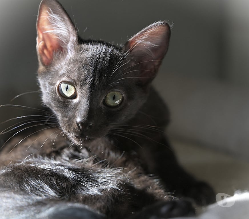 Don animaux Val-d'Oise Soisy sous Montmorency - 95230 - Photos Vivastreet BRUYERE CHATOUNE NOIRE ET BUCHETTE SA SOEUR