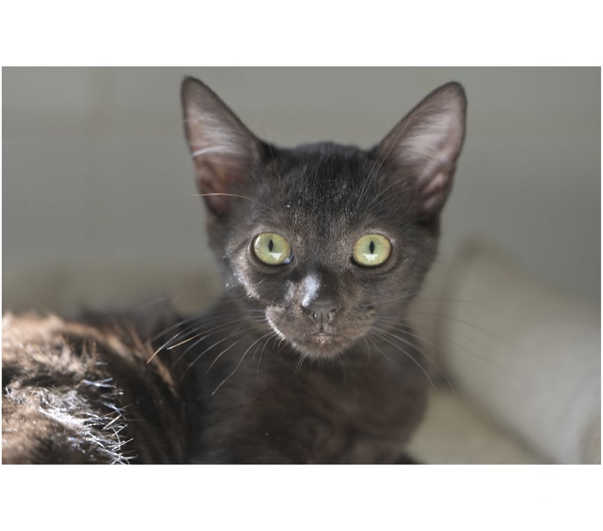 Don animaux Val-d'Oise Soisy sous Montmorency - 95230 - Photos Vivastreet BRUYERE CHATOUNE NOIRE ET BUCHETTE SA SOEUR