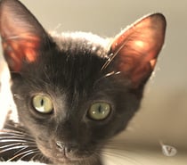 Photos Vivastreet BRUYERE CHATOUNE NOIRE ET BUCHETTE SA SOEUR