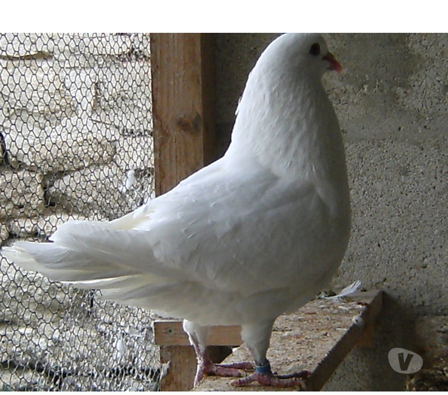 Vente Seine-et-Marne Bagneaux sur Loing - 77167 - Photos Vivastreet Pigeons de chair