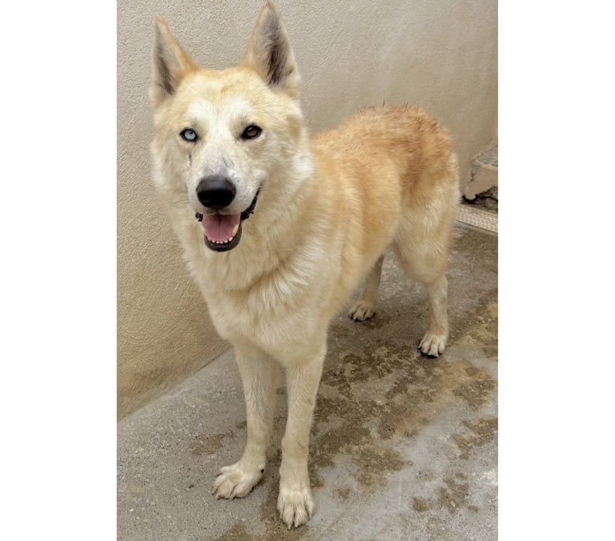 Don animaux Hérault Beziers - 34500 - Photos Vivastreet BONHOMM, chien type akita inu, 5 ans non lof