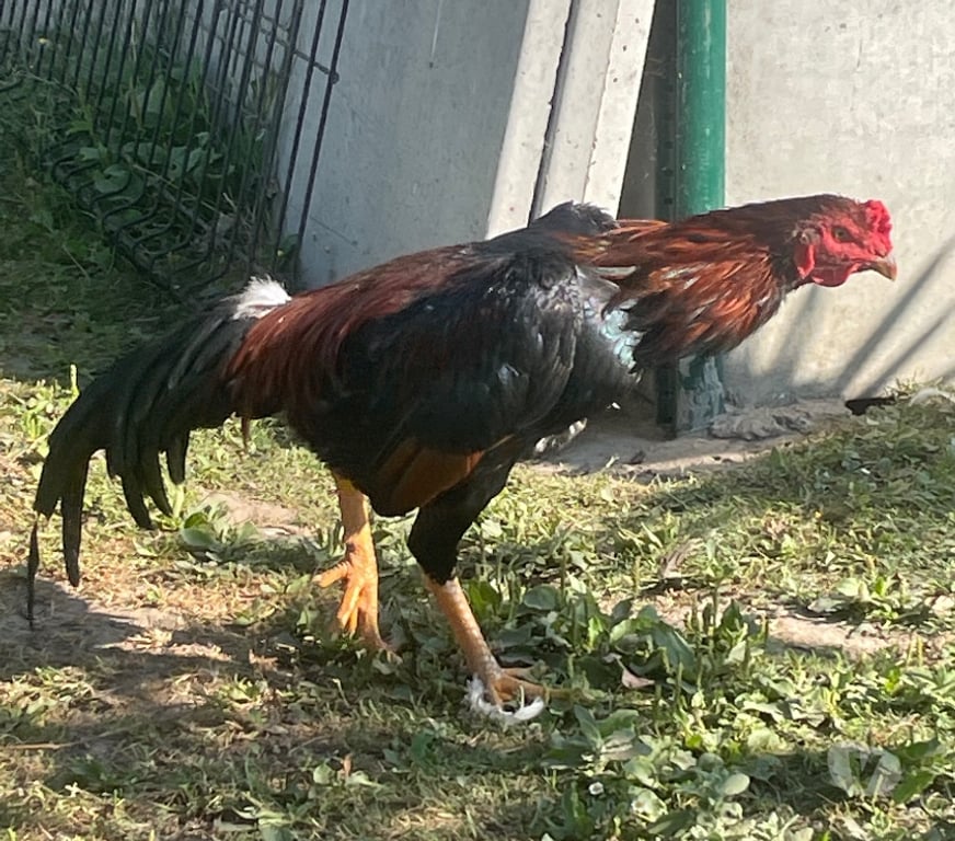 Vente Pas-de-Calais Vermelles - 62980 - Photos Vivastreet Jeune coq thaïlandais
