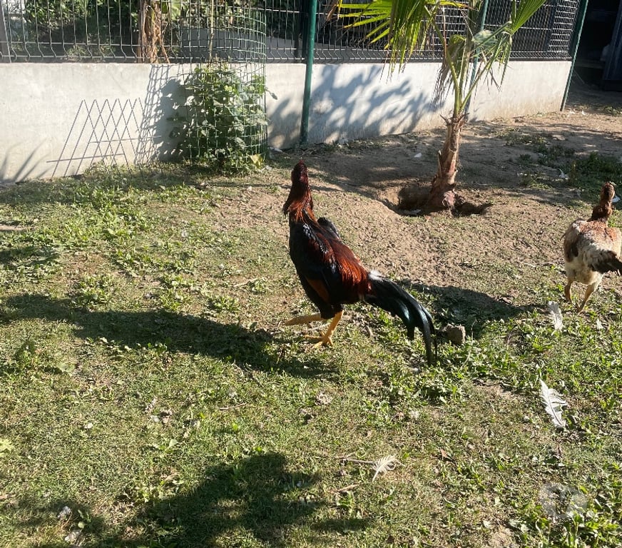 Vente Pas-de-Calais Vermelles - 62980 - Photos Vivastreet Jeune coq thaïlandais