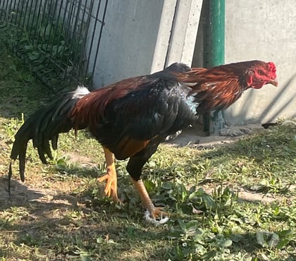 Vente animaux Vermelles Pas-de-Calais - Photos Vivastreet Jeune coq thaïlandais
