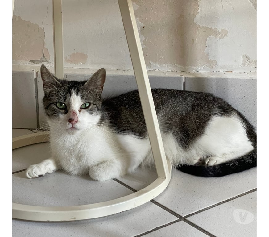 Don animaux Rhône Lyon - Photos Vivastreet OPALINE, adorable minette