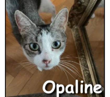Adoption animaux Lyon Lyon - Photos Vivastreet OPALINE, adorable minette