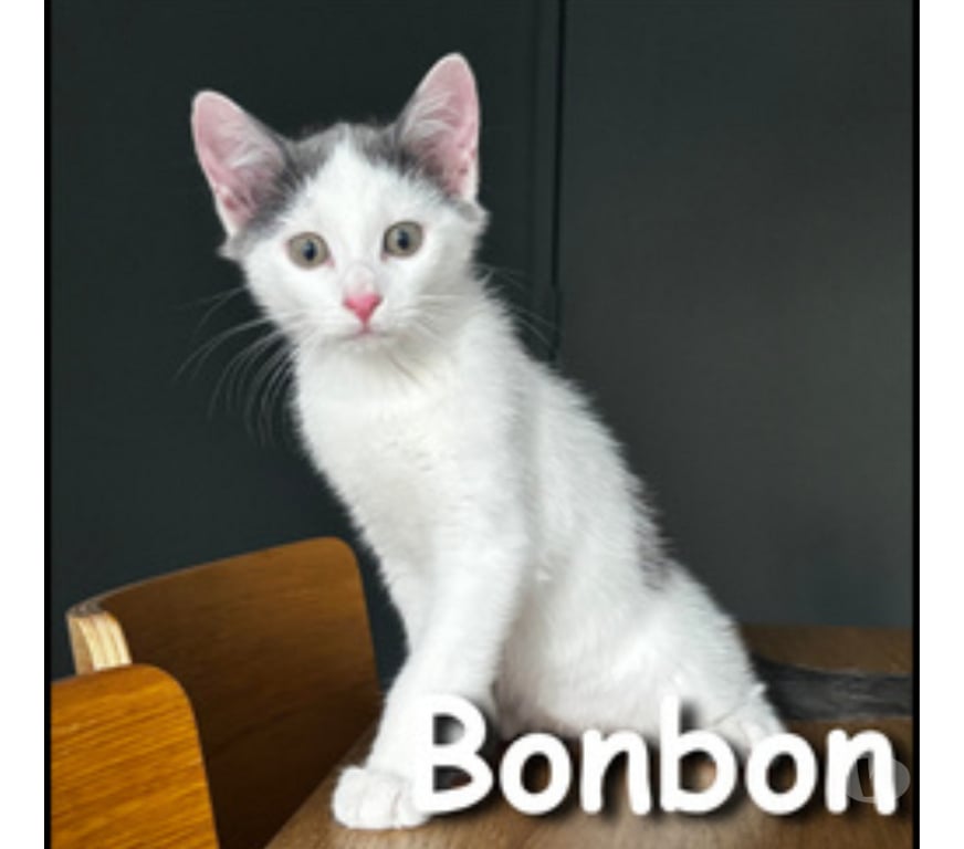 Don animaux Rhône Lyon - Photos Vivastreet BONBON, chaton câlin et joueur