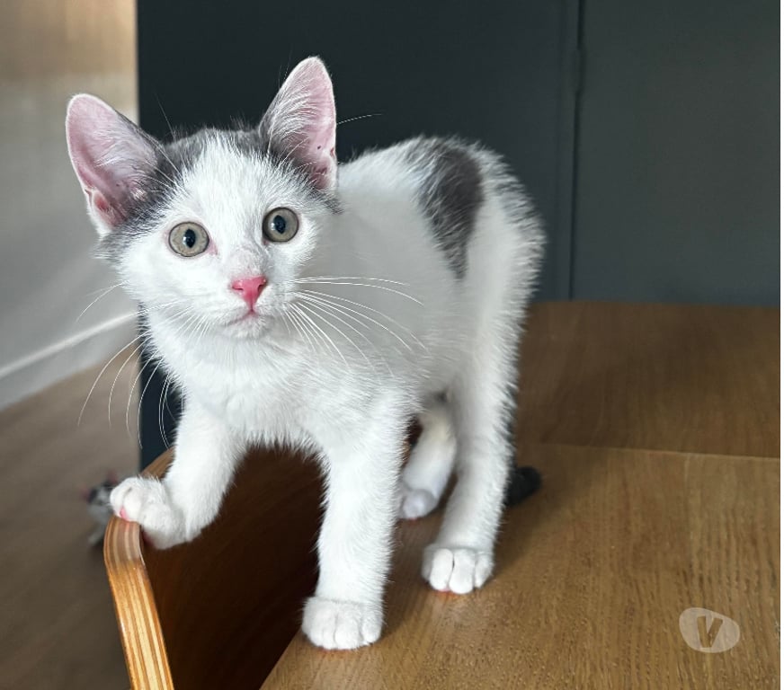 Don animaux Rhône Lyon - Photos Vivastreet BONBON, chaton câlin et joueur