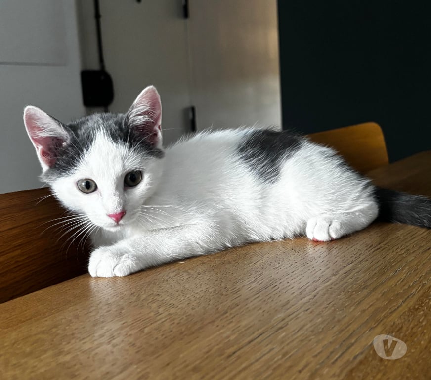 Don animaux Rhône Lyon - Photos Vivastreet BONBON, chaton câlin et joueur