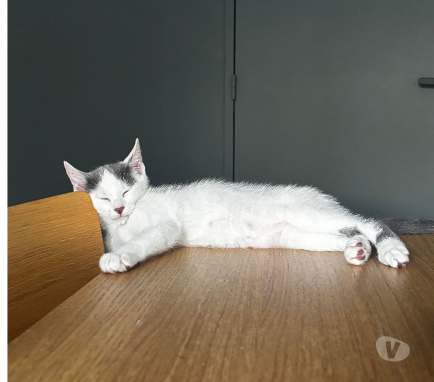 Don animaux Rhône Lyon - Photos Vivastreet BUBBLE, adorable chaton, gentil et joueur
