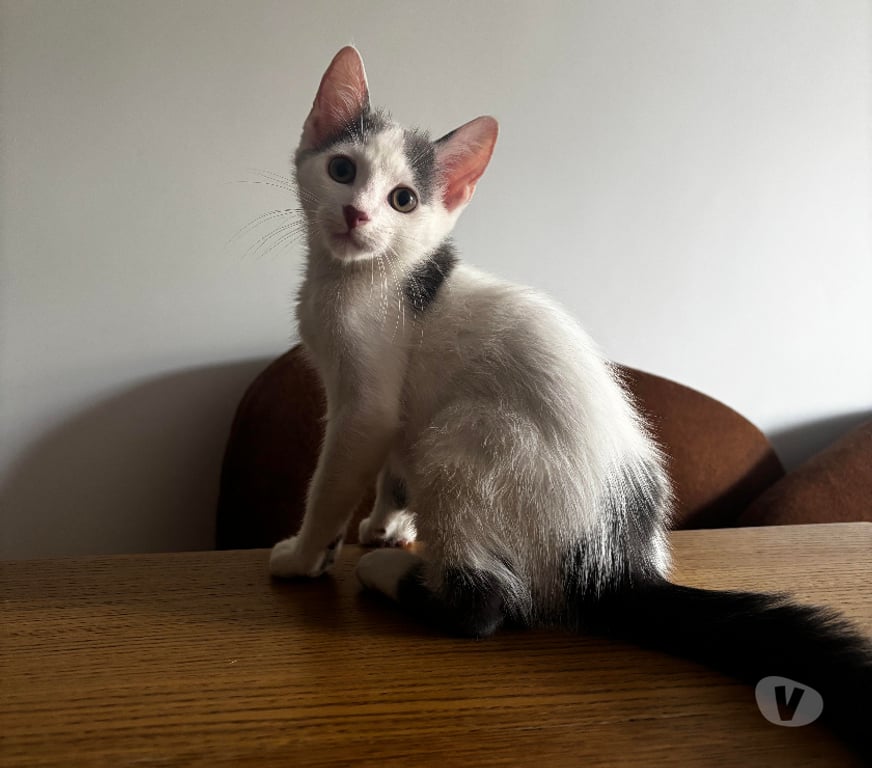 Don animaux Rhône Lyon - Photos Vivastreet BUBBLE, adorable chaton, gentil et joueur
