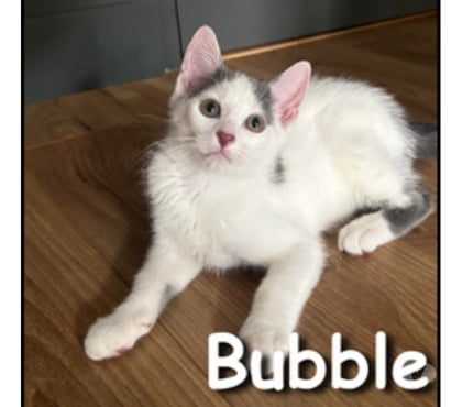 Don animaux Lyon Lyon - Photos Vivastreet BUBBLE, adorable chaton, gentil et joueur