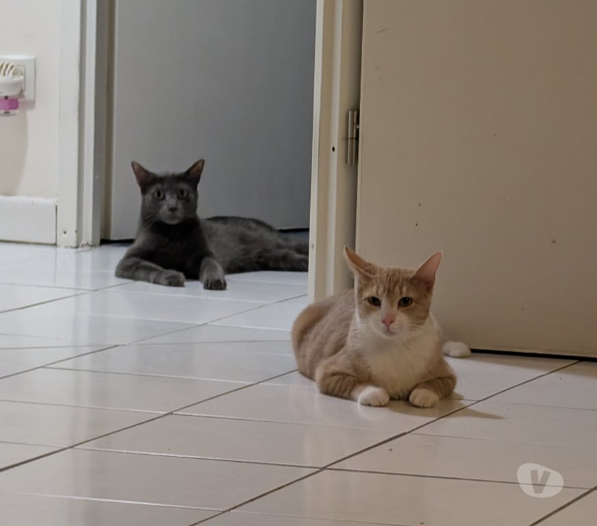 Don animaux Rhône Lyon - Photos Vivastreet SIRKIS, chat joueur et gourmand