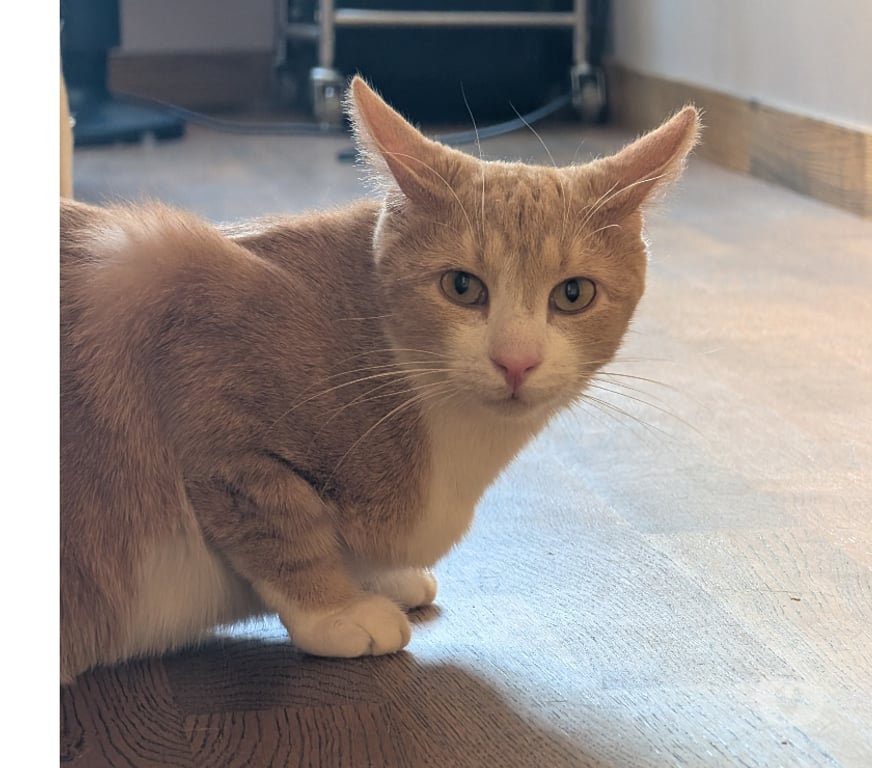 Don animaux Rhône Lyon - Photos Vivastreet SIRKIS, chat joueur et gourmand