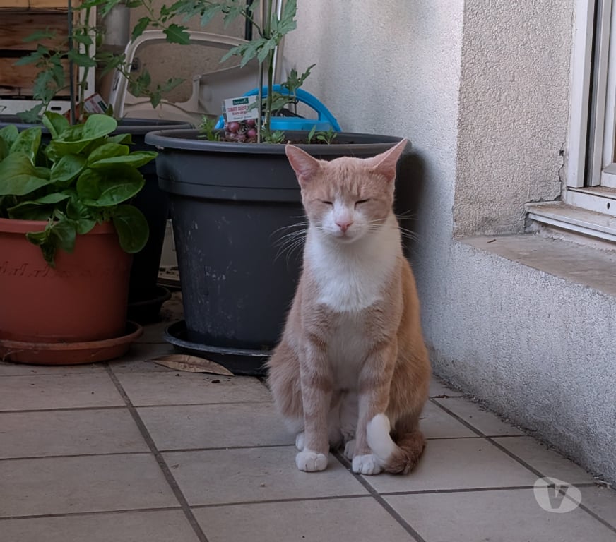Don animaux Rhône Lyon - Photos Vivastreet SIRKIS, chat joueur et gourmand