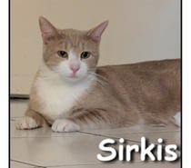 Photos Vivastreet SIRKIS, chat joueur et gourmand
