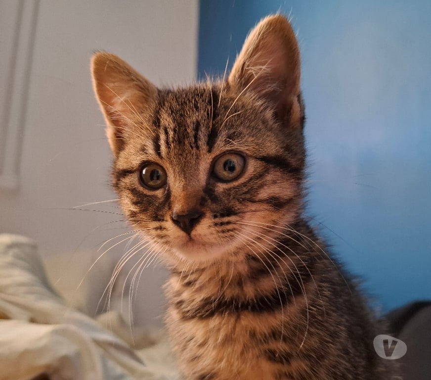 Don animaux Rhône Lyon - Photos Vivastreet BABKA, chatonne adorable et joueuse