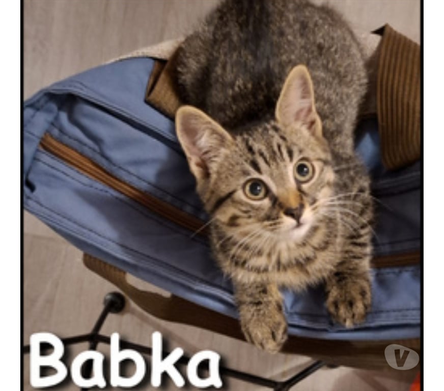 Don animaux Rhône Lyon - Photos Vivastreet BABKA, chatonne adorable et joueuse