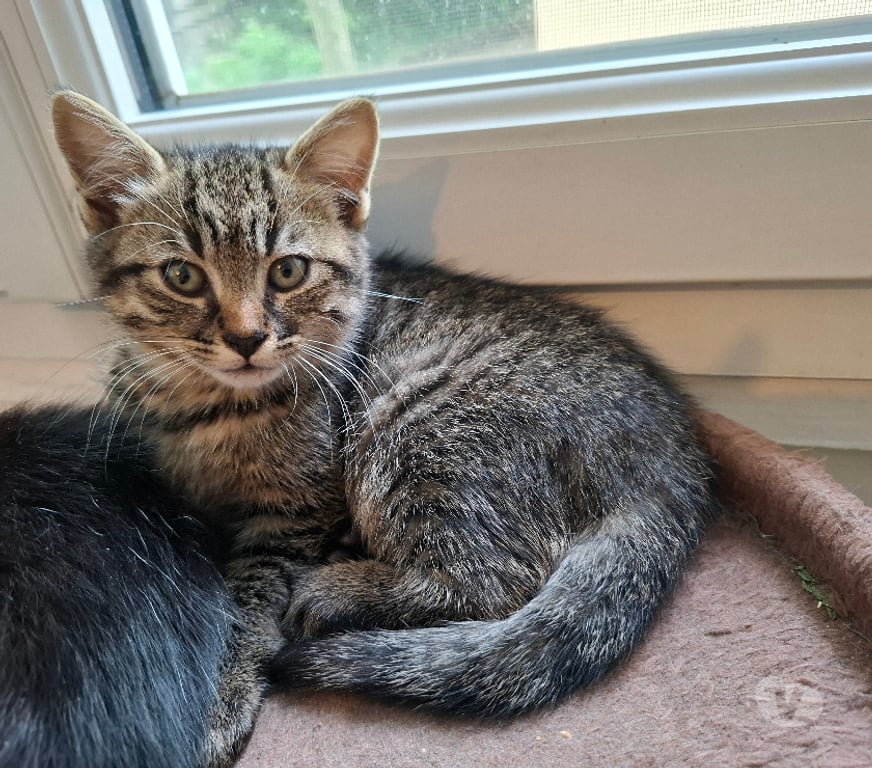Don animaux Rhône Lyon - Photos Vivastreet BABKA, chatonne adorable et joueuse