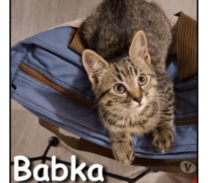 Adoption animaux Lyon Lyon - Photos Vivastreet BABKA, chatonne adorable et joueuse