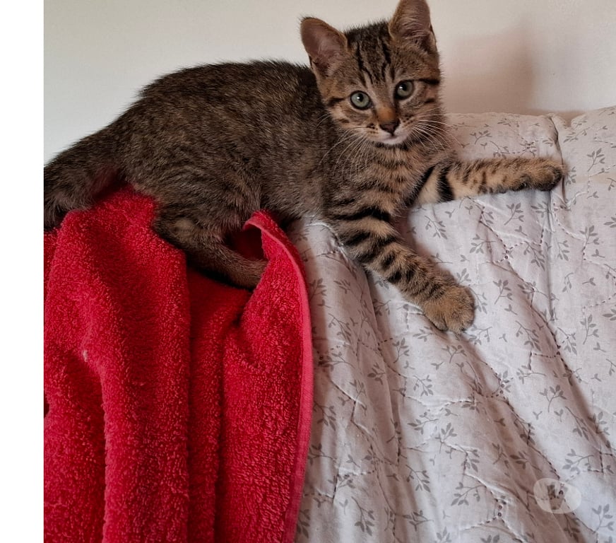 Don animaux Rhône Lyon - Photos Vivastreet BASMATIE, chatonne pleine d'énergie et joueuse