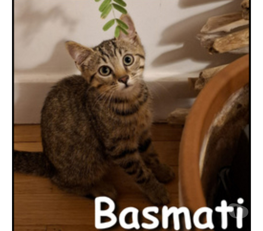 Don animaux Rhône Lyon - Photos Vivastreet BASMATIE, chatonne pleine d'énergie et joueuse