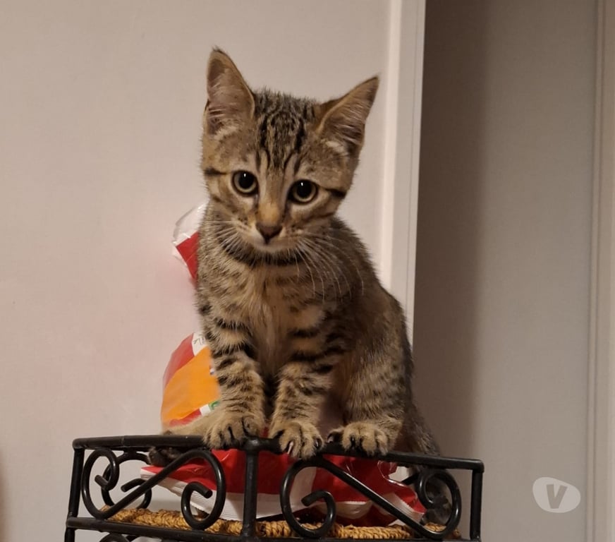Don animaux Rhône Lyon - Photos Vivastreet BASMATIE, chatonne pleine d'énergie et joueuse
